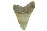 Fossil Megalodon Tooth - North Carolina #368043-1